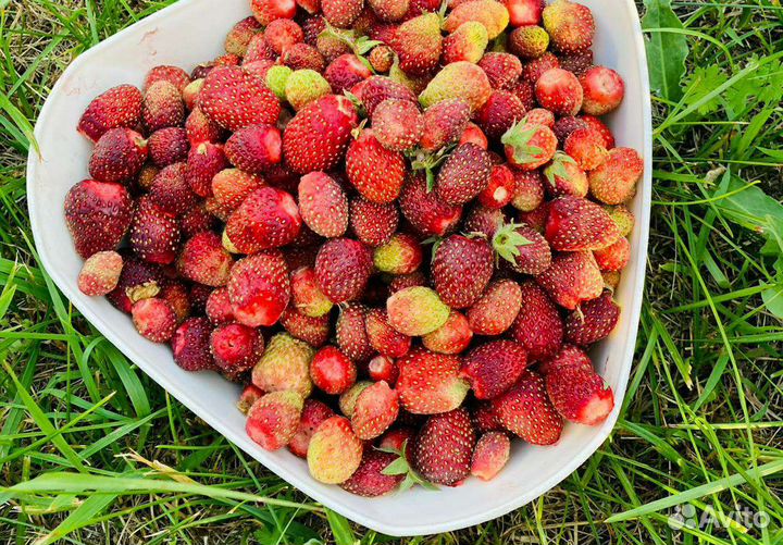 Саженцы земляники садовой