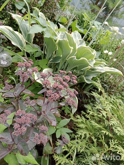 Седум (очиток)