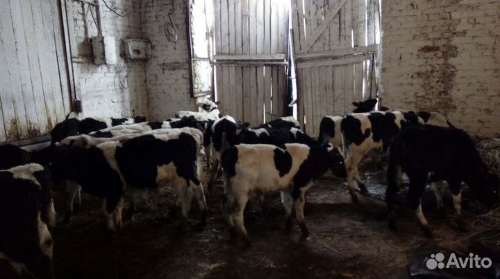 Бычки телята