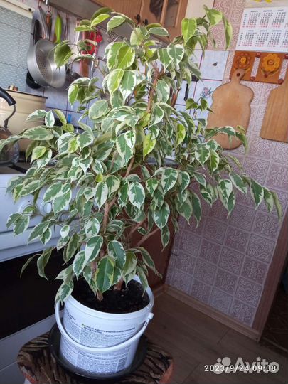 Фикус бенджамина пестролистный большой