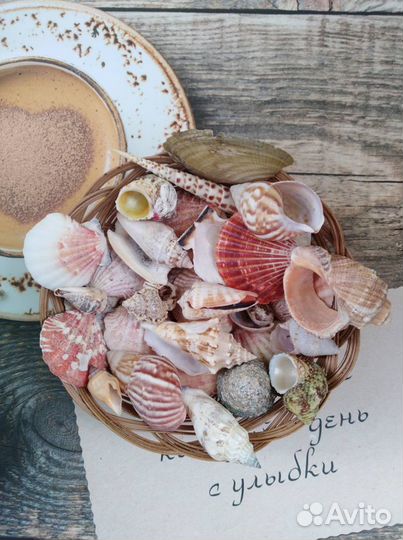 Набор морских ракушек