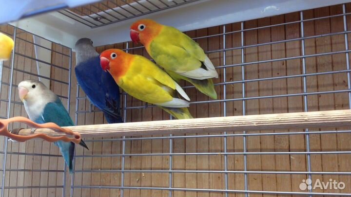 Попугайчики Фишера, птенцы