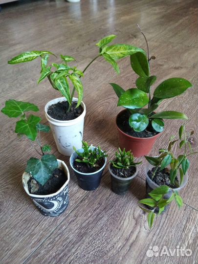 Цветы комнатные