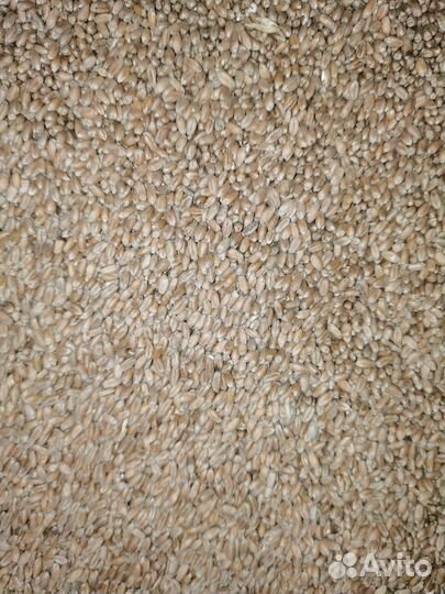 Ячмень Пшеница