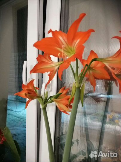 Гиппеаструм, амараллис, фикус бенджамина