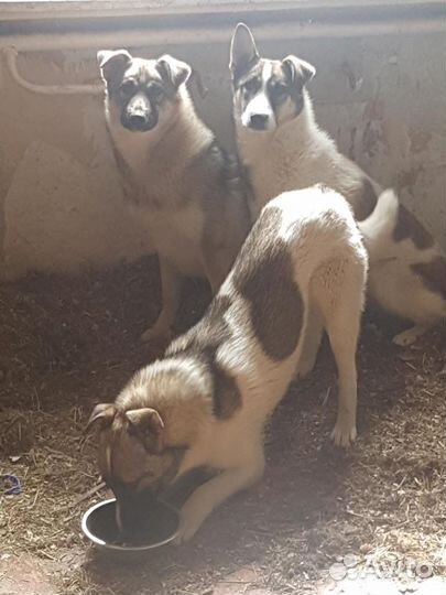 Собаки щенки