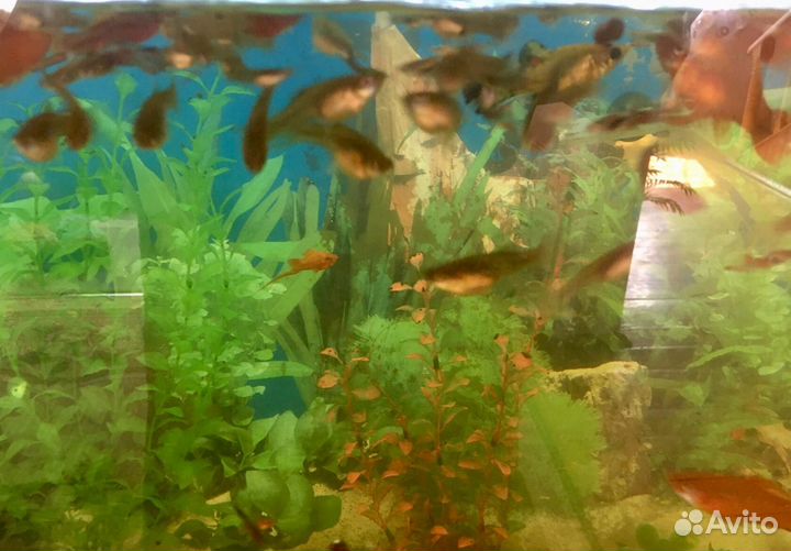 Аквариумные рыбки