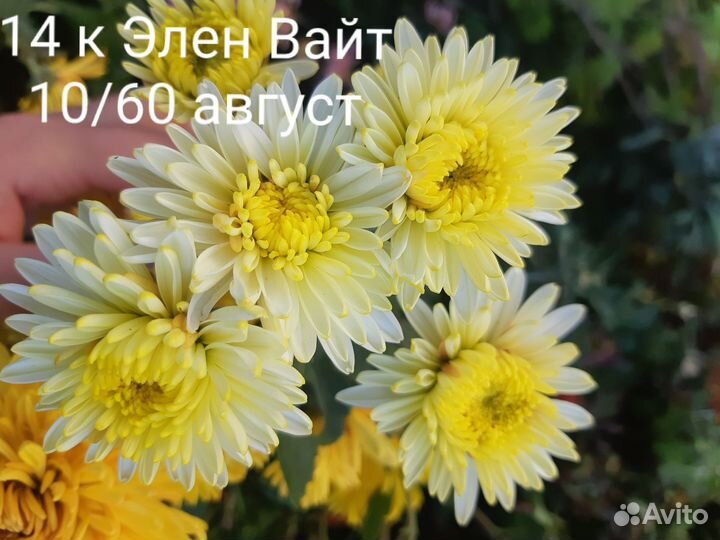 Садовые растения