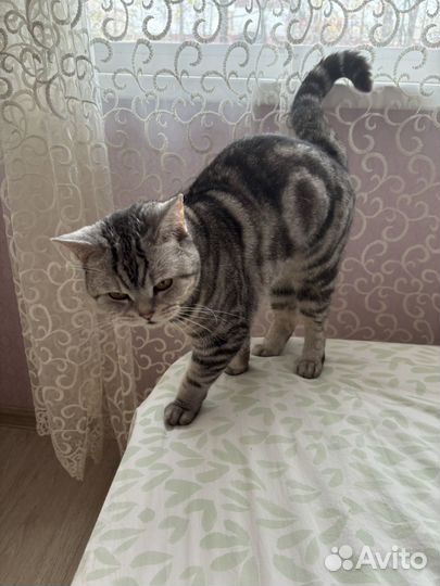 Отдам в добрые руки
