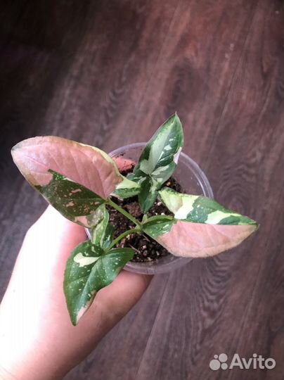 Сингониумы