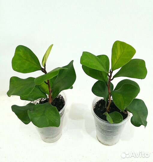 Фикусы сортовые