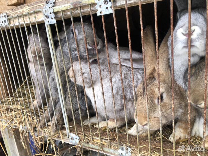 Кролики мясных пород