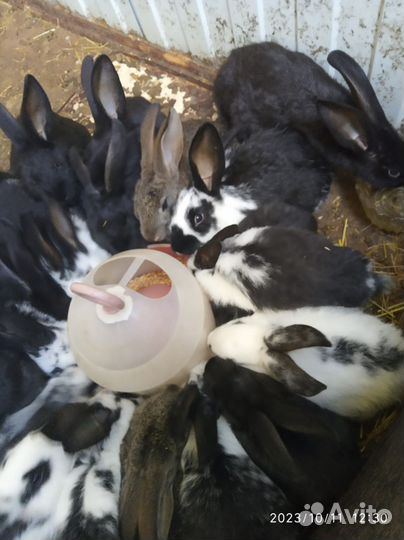 Продам кроликов