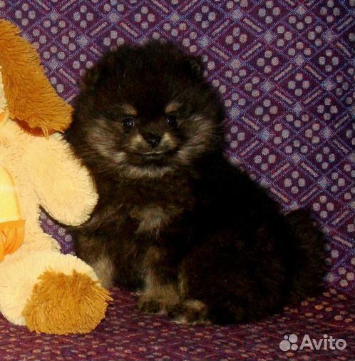 Щенки с родословной померанские шпицы