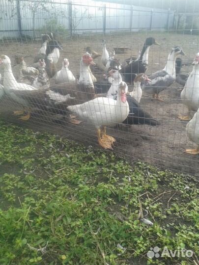 Домашняя птица