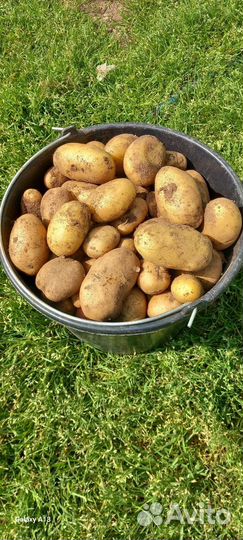Продам картофель
