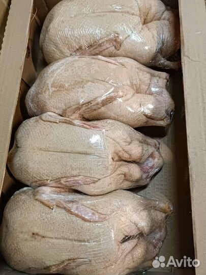 Мясо гуся, бройлер, утка, мулард