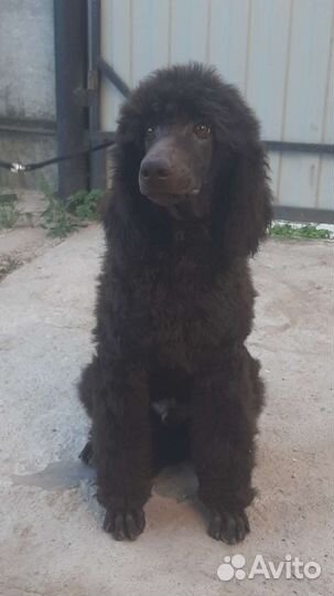 Щенок Большого пуделя