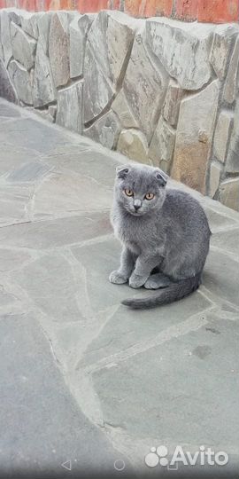 Шотландская вислоухая кошка