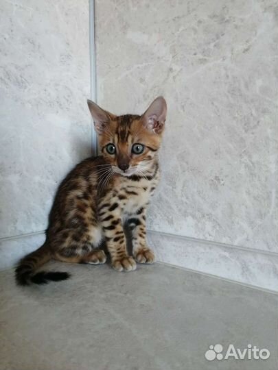 Бенгальская кошка