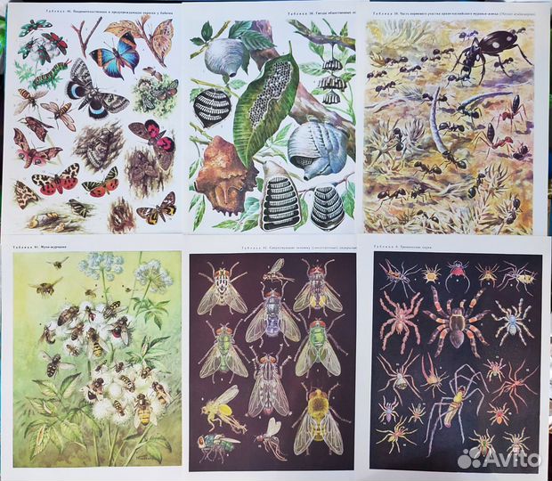 Иллюстрации бабочки, насекомые, стрекозы