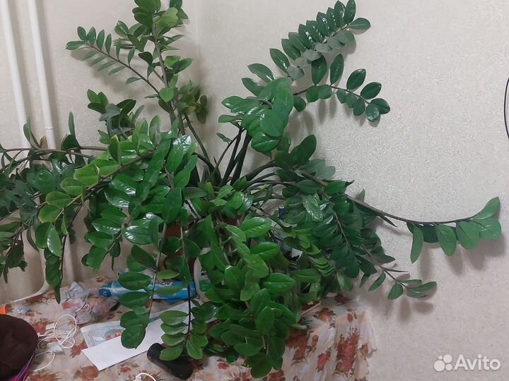 Замиокулькас