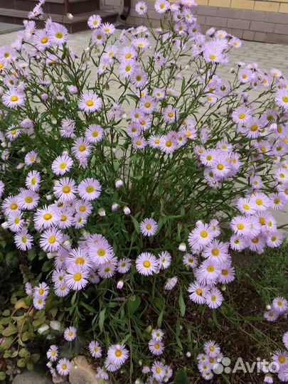 Цветы для сада (многолетники)