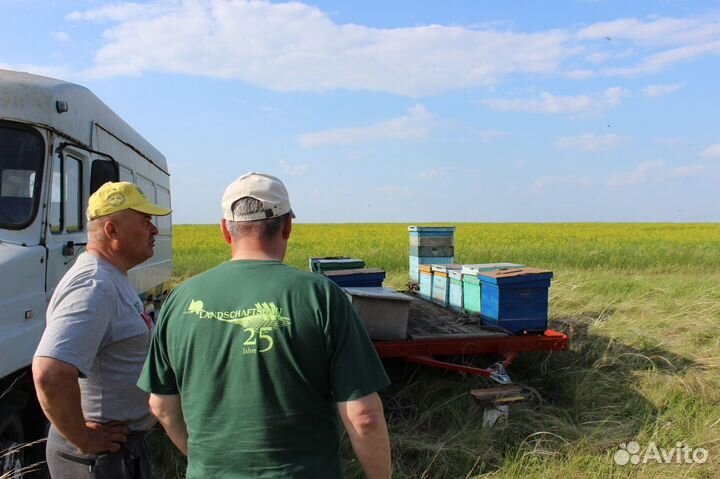 Мёд оптом, своя пасека, от 1 кг - Тверь