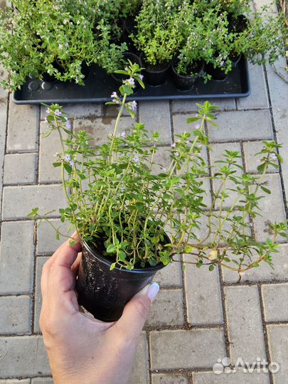 Тимьян ползучий