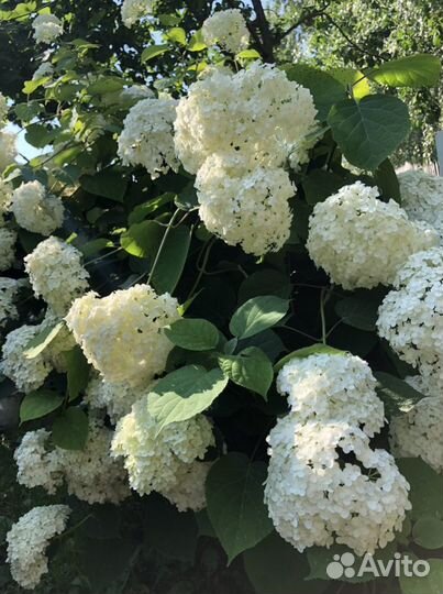 Гортензия древовидная (белая)