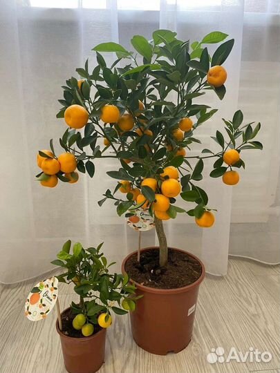 Мандарин, каламондин, цитрусовые