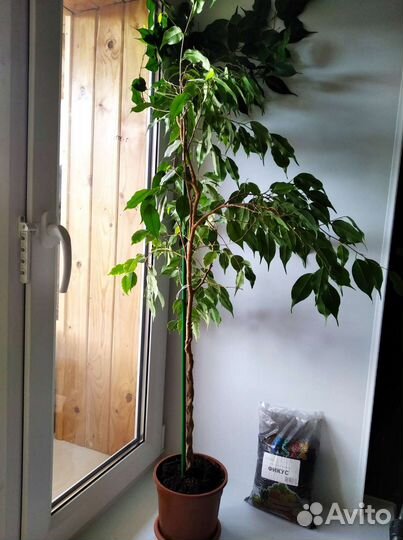 Фикус бенджамина+Опора+Земля