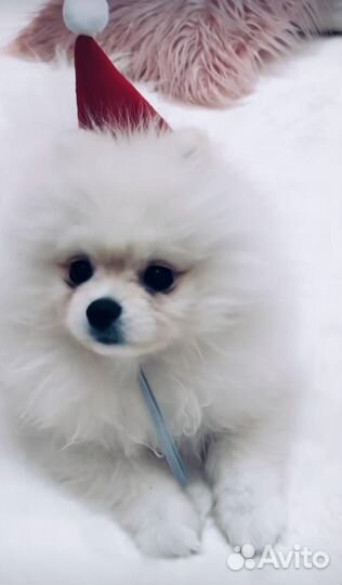 Щенки шпица мини