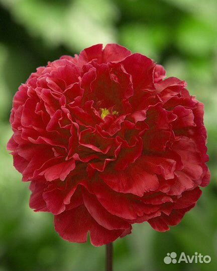 Пион Ред Суприм