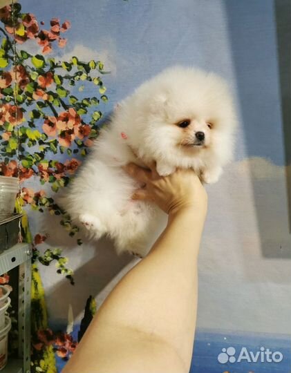 Девочка шпиц