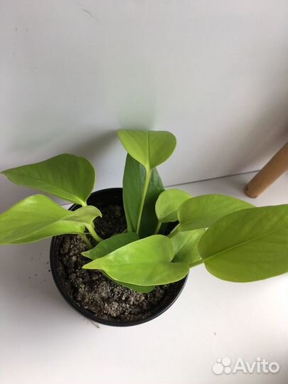 Сциндапсус неон