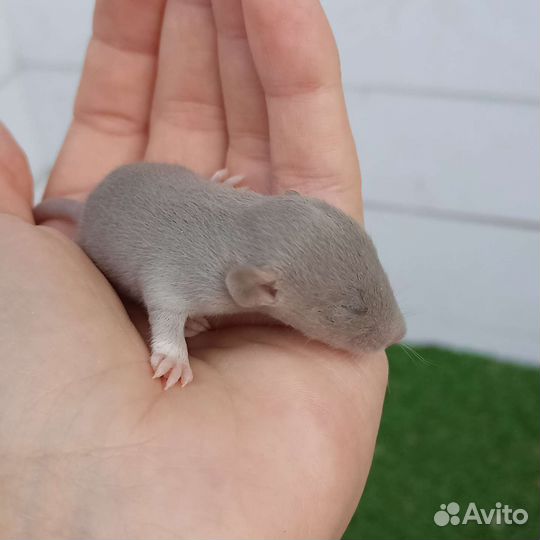 Декоративная крыса/ дамбо/ сфинкс