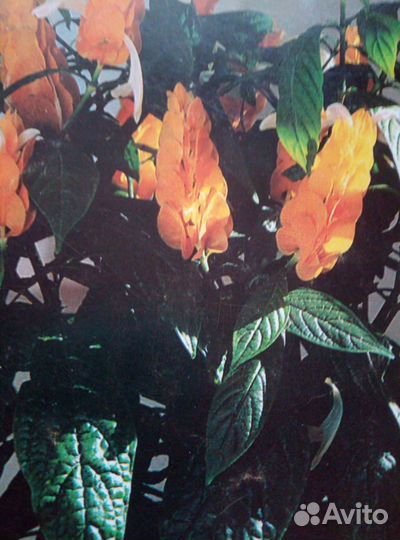 Пахистахис желтый