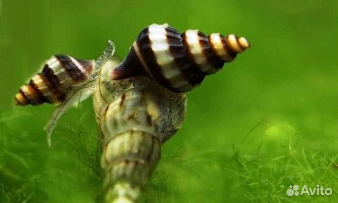 Рыбки, улитки, креветки