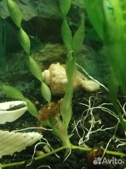 Улитки аквариумные: граниферы, катушки