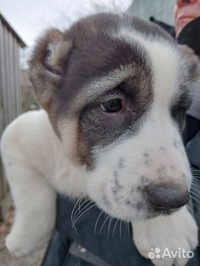 Среднеазиатская овчарка алабай щенки