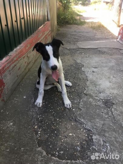 Собака щенок на улице