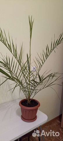 Финиковая пальма