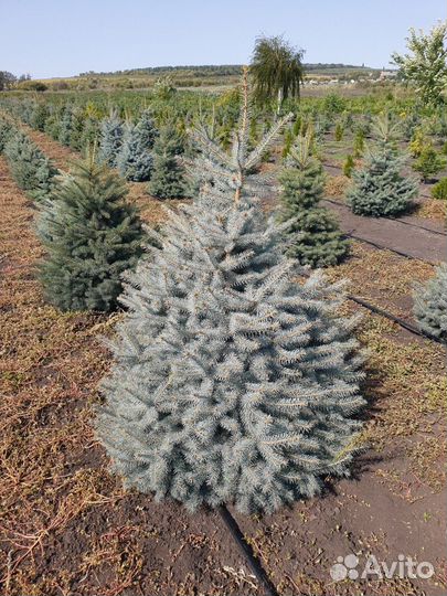 Ель колючая glauca (голубая) Высота от 100см