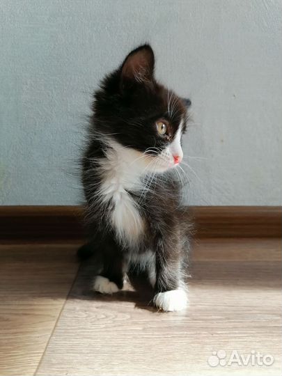 Чёрный пушистый котёнок