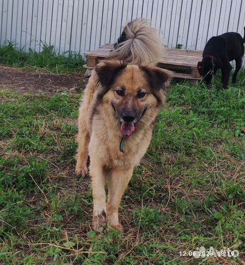 Собачка Лайма ищет дом