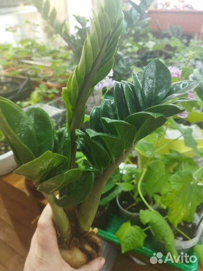 Замиокулькас зензи жук