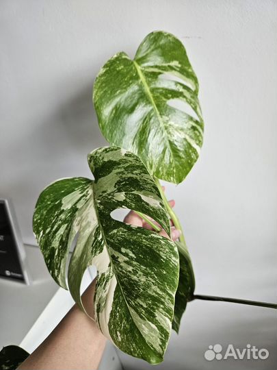 Монстера вариегатная альба