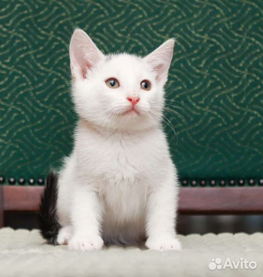 Много беленьких котяток в дар