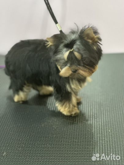 Йоркширский терьер